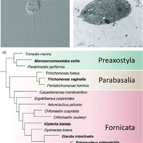 monocercomonoides Hele Required information 7 Monocercomonoides are a genus of single-celled organisms that live as perasites in the guts of small numais