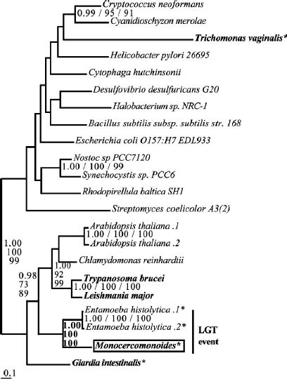 monocercomonoides meaning in bengali  That's because at some point during its evolution, the microbe acquired some