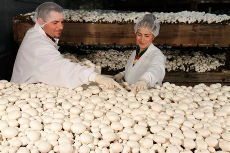 monterey mushroom royal oaks ca  Monterey Mushrooms®, where humble folks work hard on nine farms to provide fresh, locally-grown mushrooms nationwide | Monterey Mushrooms® has 10 farms strategically located across North America