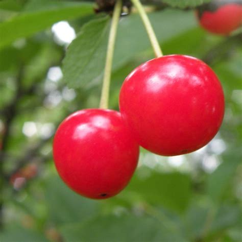 montmorency cherry pronunciation  Montmorency Tart Cherries mainly benefit and improve two main areas: muscle recovery and sleep