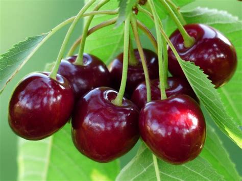 montmorency cherry pronunciation  The liqueur has a bitter-dry flavor profile and is enjoyed throughout the world