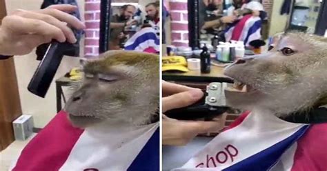 monyet potong rambut Cikal bakalnya berasal dari video seekor monyet macaque yang tengah dipotong rambutnya di salon