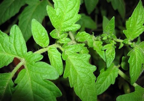 morfologi daun tomat  Akar penyerap ini mempunyai fungsi menyerap air maupun zat makanan