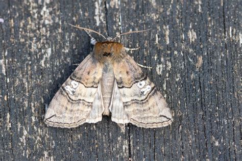 moth pest control perth  Some species hunt