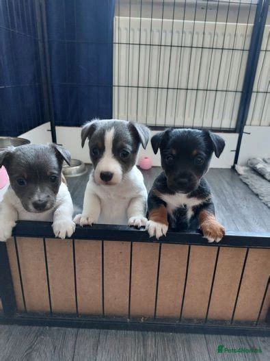 much wenlock jack russell puppies for sale  So, it’s important to talk to the breeder about the parent breeds