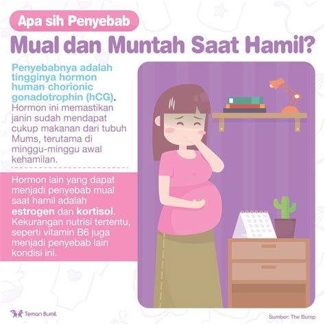 muntah saat hamil  Janin usia 8 minggu juga mengalami sejumlah