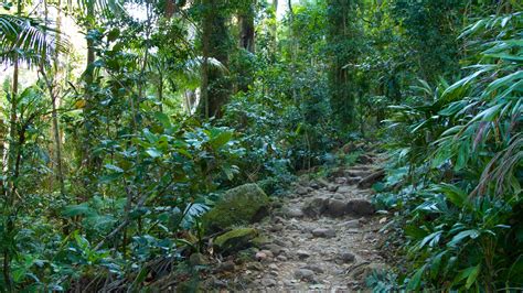 murwillumbah cabins From AU$164 per night on Tripadvisor: Mt Warning Rainforest Park, Murwillumbah