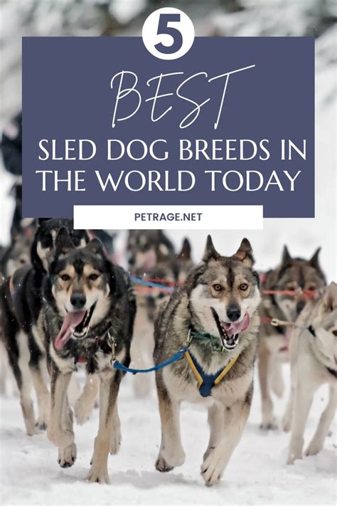 mushing synonym  There are even events that dry mushers can take part in – the IFSS