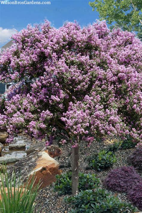 muskogee crape myrtle single trunk Reportedly one of the best larger crape myrtles for flowering in the Pacific Northwest, must be placed in a hot, sunny location