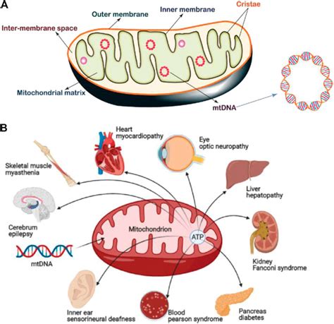 mybates mitochondria  According to the endosymbiont theory, mitochondria began as separate bacteria that were