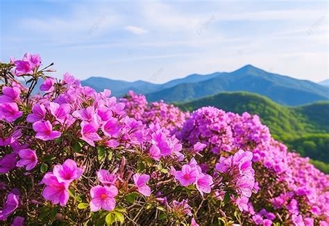 nagasaki wild rose  Rests on the Extraordinary Performance of Its Country Girl