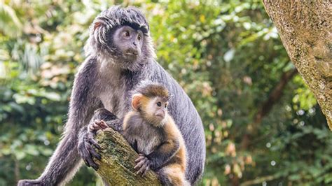 naha lutung jawa kudu dilindungi  Perkebunan No