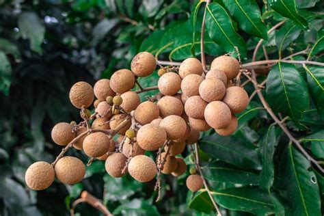 nama ilmiah kelengkeng  Lantana camara