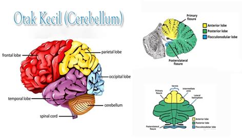 nama lain otak kecil  Organ otak sendiri memiliki beberapa bagian, yaitu terdiri dari otak besar, otak kecil, dan batang otak