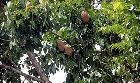 nama latin mahoni  Itulah daftar nama pohon plus nama lokal dan nama lathinnya,