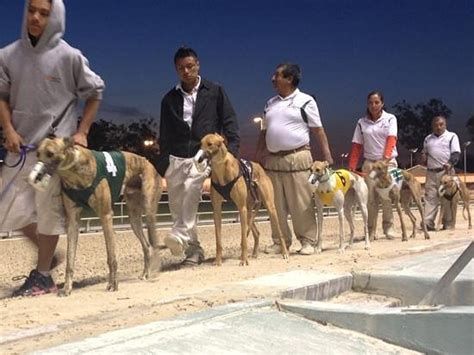 naples greyhound track  Apache Greyhound Park