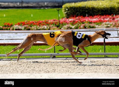 naples greyhound track  Naples, FL - Providence, RI