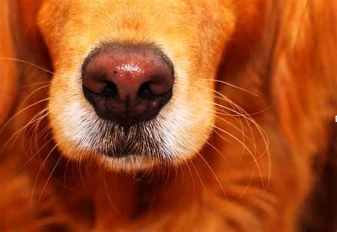 nariz do cachorro descascando <em> O estresse em gatos é outro fator que pode explicar porque um gato tem áreas sem pelo e está perdendo o pelo constantemente</em>