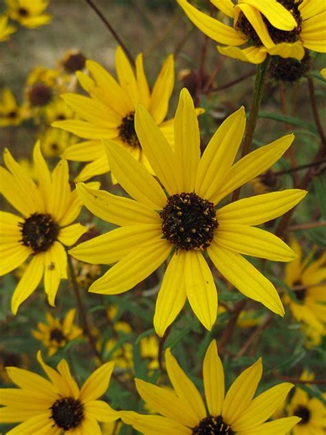 narrowleaf sunflower al ecotype 1