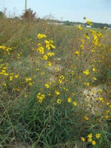 narrowleaf sunflower coastal plain nc ecotype The Swamp Sunflower or Narrow Leaf Sunflower is a tall, striking plant for the perennial border or naturalistic meadow garden