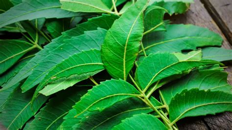 neem leaves  Neem is a rich source of Vitamin E which help repair damaged skin cells