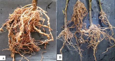 nematoda puru akar  DOI: 10