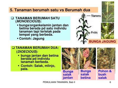 nematokis adalah  Zat kersik/Silika : zat yang digunakan untuk pembuatan kaca