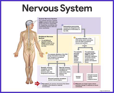 nerve easepro Magnesium and Peripheral Nerve Injury