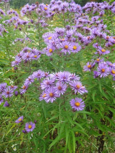 new england aster pa ecotype  Additional information