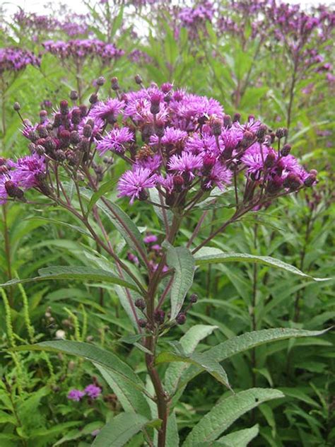 new york ironweed suther-piedmont nc ecotype 40 2