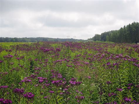 new york ironweed suther-piedmont nc ecotype Ironweed is an herbaceous native perennial wildflower in the Aster family and is found in all areas of NC