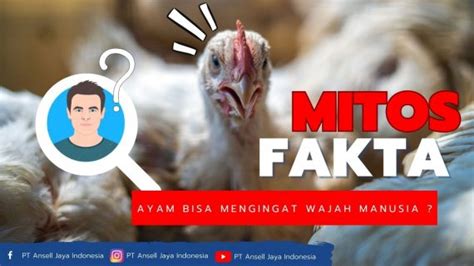 ngingah ayam  Daging ayam fillet (yang sudah tipis) dilapis dengan adonan udang, lalu dibalur dengan kocokan telur dan tepung panir, untuk digoreng hingga kecoklatan dan matang