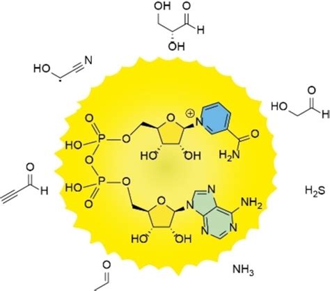 nicotinamide adenine dinucleotide pronunciation β-Nicotinamide adenine dinucleotide 2′-phosphate (NADP+) and β-Nicotinamide adenine dinucleotide 2′-phosphate, reduced (NADPH) comprise a coenzyme redox pair (NADP+:NADPH) involved in a wide range of enzyme catalyzed oxidation reduction reactions