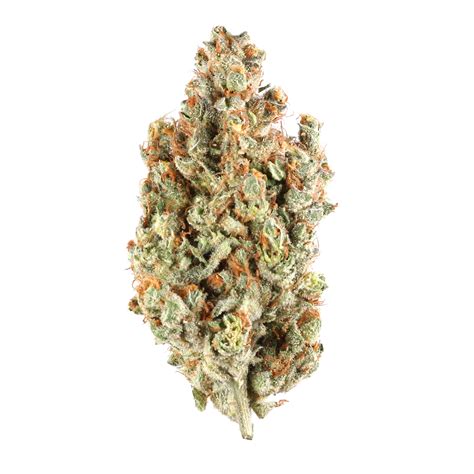 night queen strain  Night Queen reportedly features a hash-laden, citrus aroma layered with spices