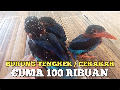 no togel burung tengkek  Untuk angka main atau angka togel bila bermimpi tentang Melihat Ambulance menurut primbon jawa adalah: → Kode Alam 2D : 56 - 23