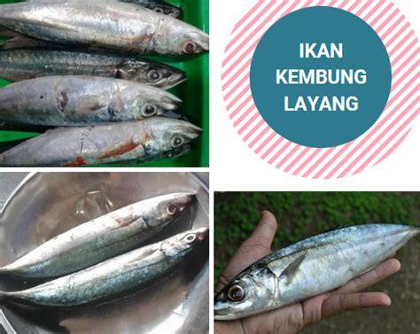 no togel ikan kembung Baca juga: Resep Ikan Nila Fillet Panggang Teflon, Masak Cuma 15 Menit