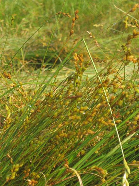 nodding sedge pa ecotype  Species: Path Rush, PA Ecotype