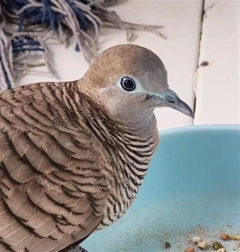 nomer burung perkutut Dalam tradisi masyarakat Jawa, burung Perkutut menjadi salah satu simbol kesempurnaan seorang laki-laki Jawa yang sudah di anggap mapan, yaitu: Wismo: Rumah, Garwo: Istri, Turonggo: Kuda, Kukilo: Burung (khususnya burung Perkutut) dan Curigo: Keris