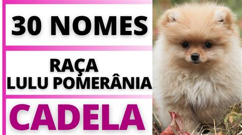 nomes de cachorro fêmea chique lulu da pomerania O Lulu da Pomerânia filhote já conta com uma personalidade forte