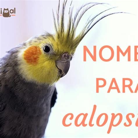 nomes para calopsitas masculino  6 - Nomes para Calopsitas Cap