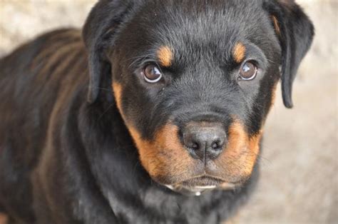 nomes para rottweiler fêmea  Se a tua cadelinha é divertida e muito alegre, este nome é original, fácil de pronunciar e divertido