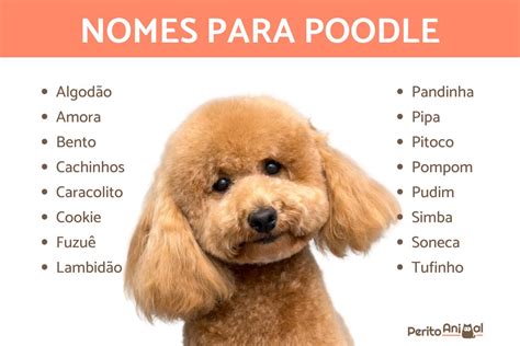 nomes tipicos de cachorro stop  Aparelhos Eletrônicos e Gadgets; Categorias do Stop; Cores; Fabricantes de Carros; Ferramentas e Utilitários; Marcas Famosas; Materiais Escolares e de Escritório; Meios de Transporte; Mobílias; Peças de Roupas e Acessórios; Profissões