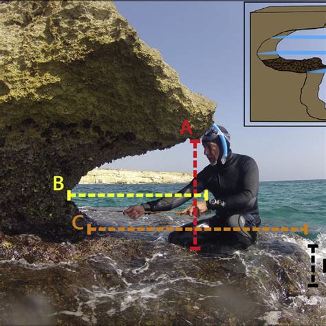 notches in the coast of a sea or lake  coast: the shore of a sea or ocean