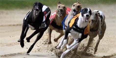 nottingham greyhound card 78 trial over Nottingham’s 255m trip a couple of weeks ago was 6 spots inside the