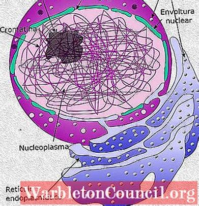 nukleoplasma berfungsi  Butiran kromatin yang terdapat pada nukleoplasma