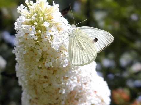 o que significa borboleta branca voando perto da gente A entrada de uma borboleta na casa pode indicar: Transformação pessoal: A presença de uma borboleta dentro de casa sugere que mudanças positivas estão prestes a acontecer em sua vida