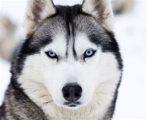 o que significa sonhar com husky siberiano <q>Descubra Husky siberiano imágenes de stock en HD y millones de otras fotos, ilustraciones y vectores en stock libres de regalías en la colección de Shutterstock</q>