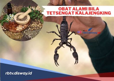 obat di entup kalajengking  Efek dari sengatan serangga ini juga meninggalkan rasa perih yang kuat