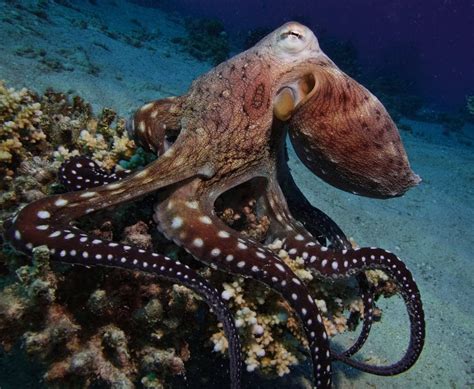 octopuses brothel In this section, we will explore the functionality of octopus arms and delve into