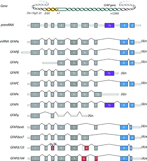 ogfap app Earlier, we have reported on the expression of two frameshifted proteins in AD neurons, that is, APP +1 and UBB +1